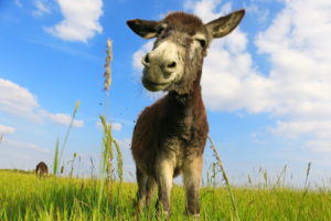 Donkey in a Field in sunny day